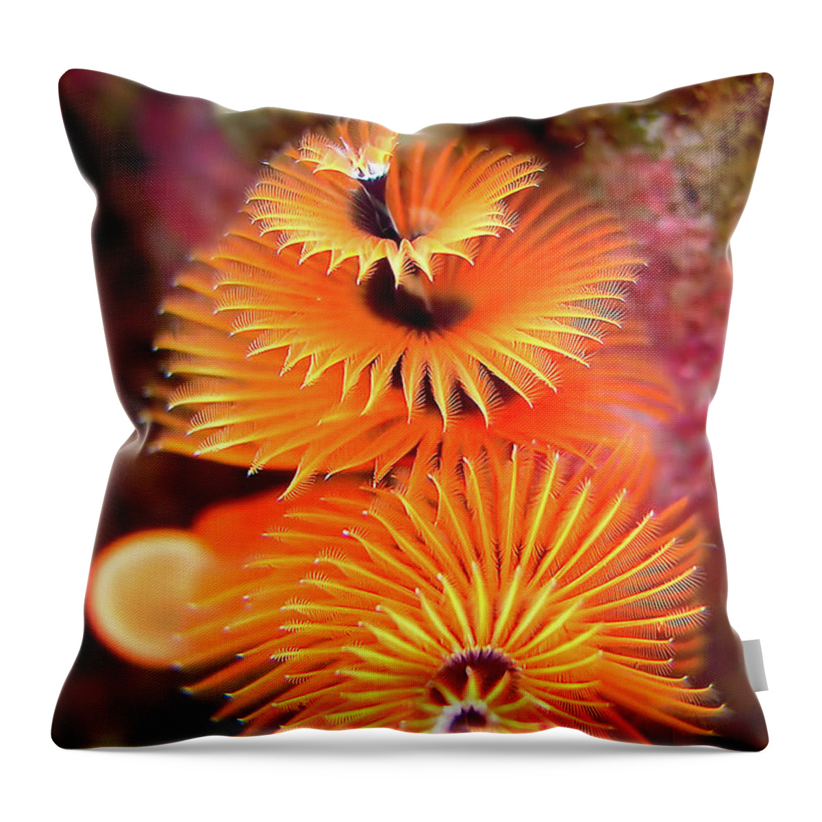 Animals Throw Pillow featuring the photograph Christmas Tree Worm by Joerg Lingnau