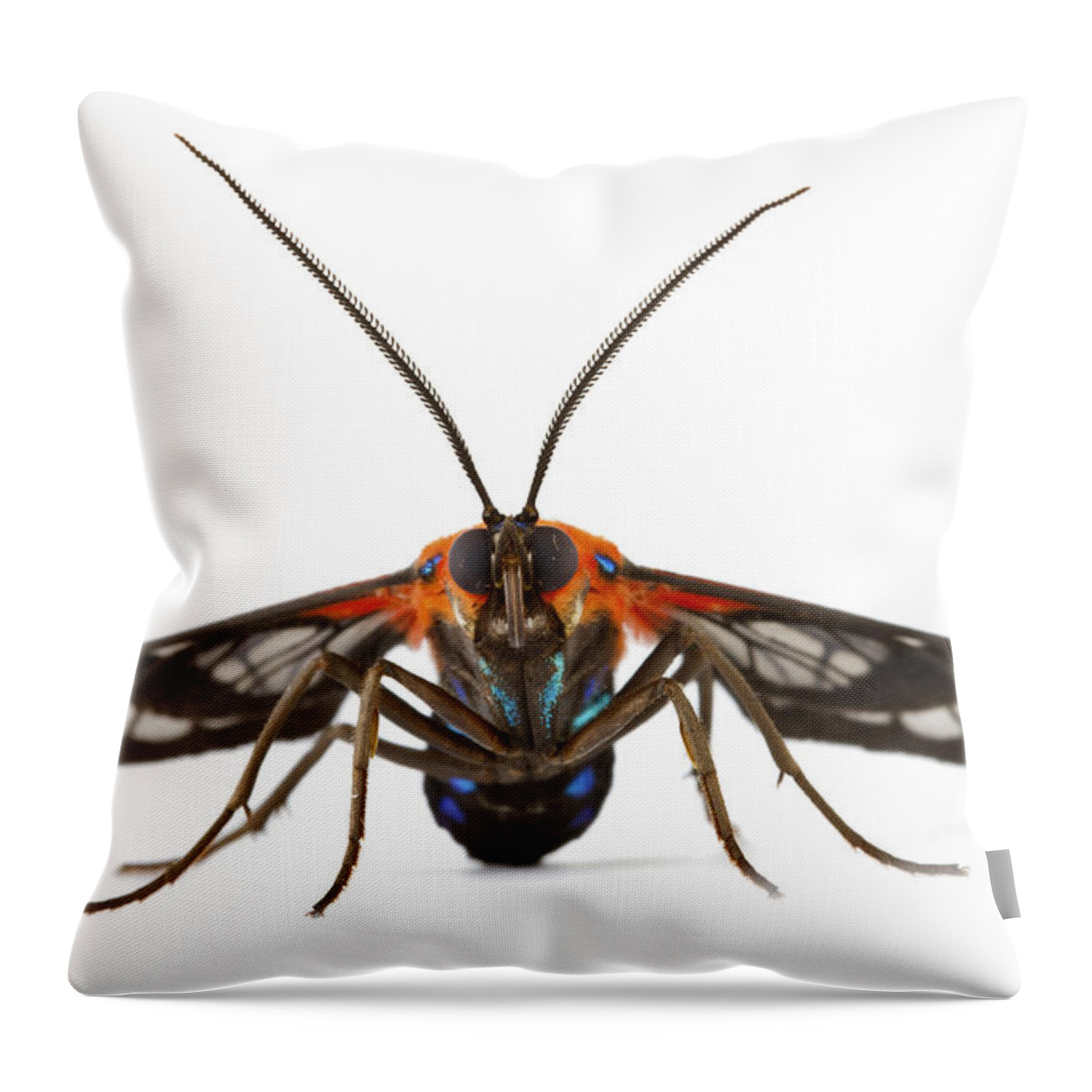 00478770 Throw Pillow featuring the photograph Clearwinged Tiger Moth Tapanti Np Costa by Piotr Naskrecki