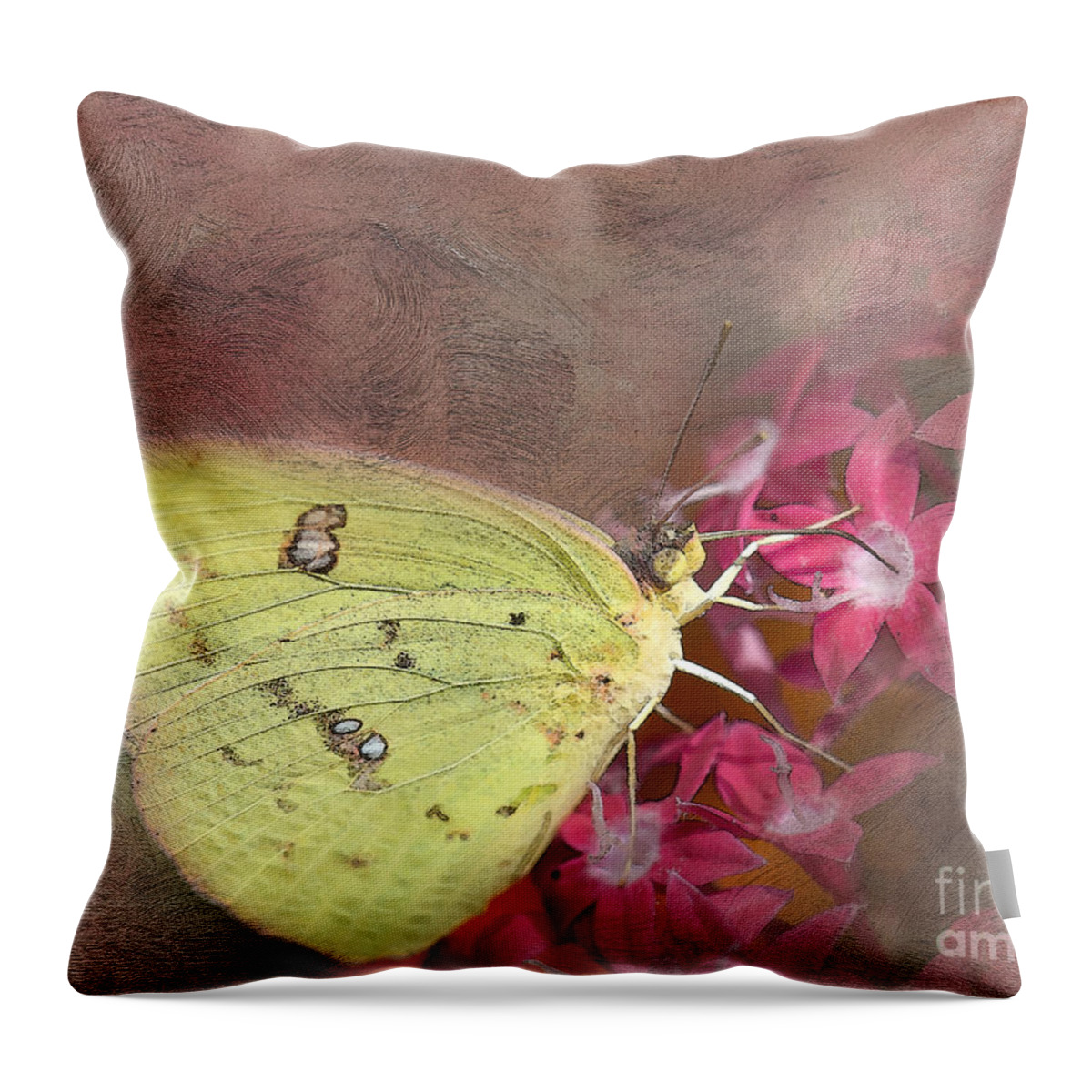 Butterfly Throw Pillow featuring the photograph Clouded Sulphur Butterfly by Betty LaRue