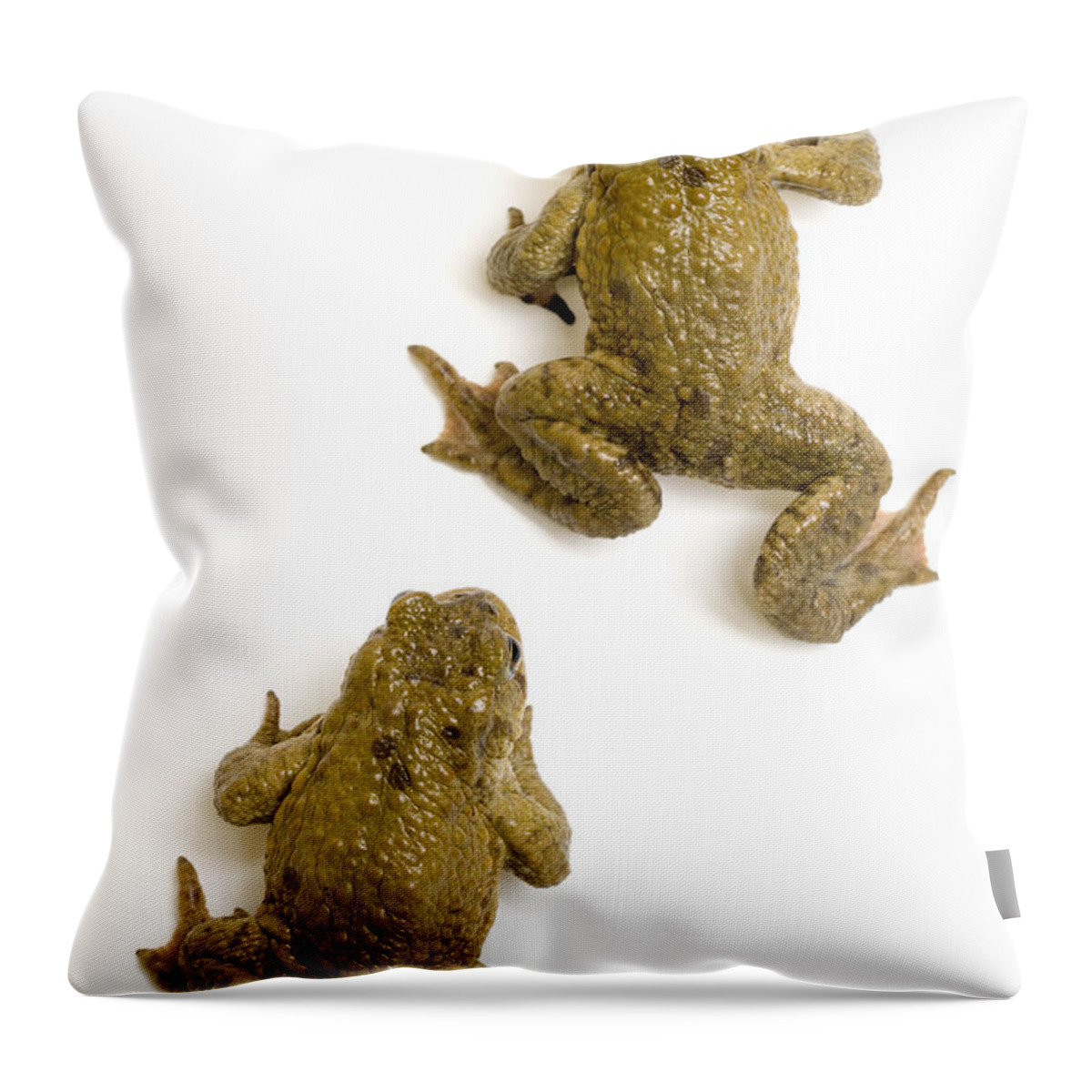 Common Toad Throw Pillow featuring the photograph Common Toad by Mark Bowler and Photo Researchers