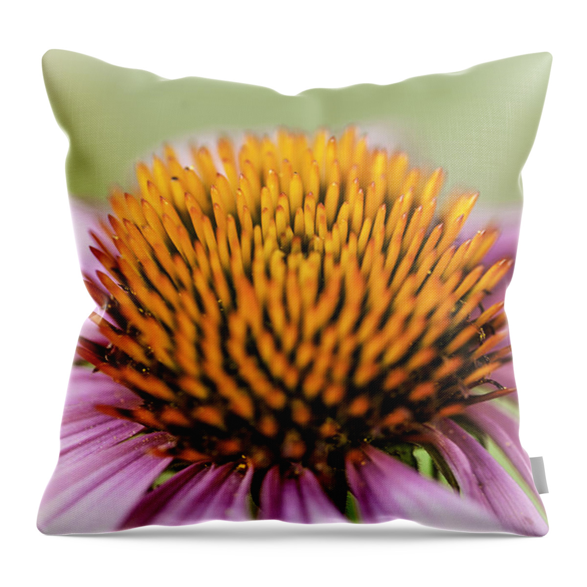Coneflower Throw Pillow featuring the photograph Coneflower by Kate Hannon