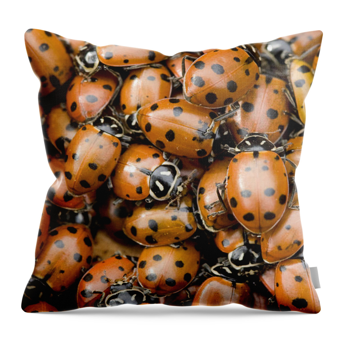 00429784 Throw Pillow featuring the photograph Convergent Lady Beetles Gathering by Sebastian Kennerknecht