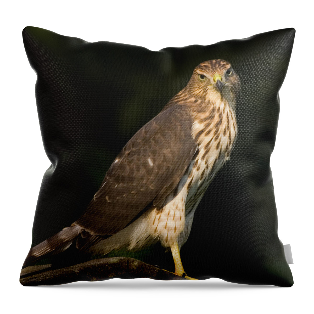 Hawk Throw Pillow featuring the photograph Coopers Hawk by Frank Winters