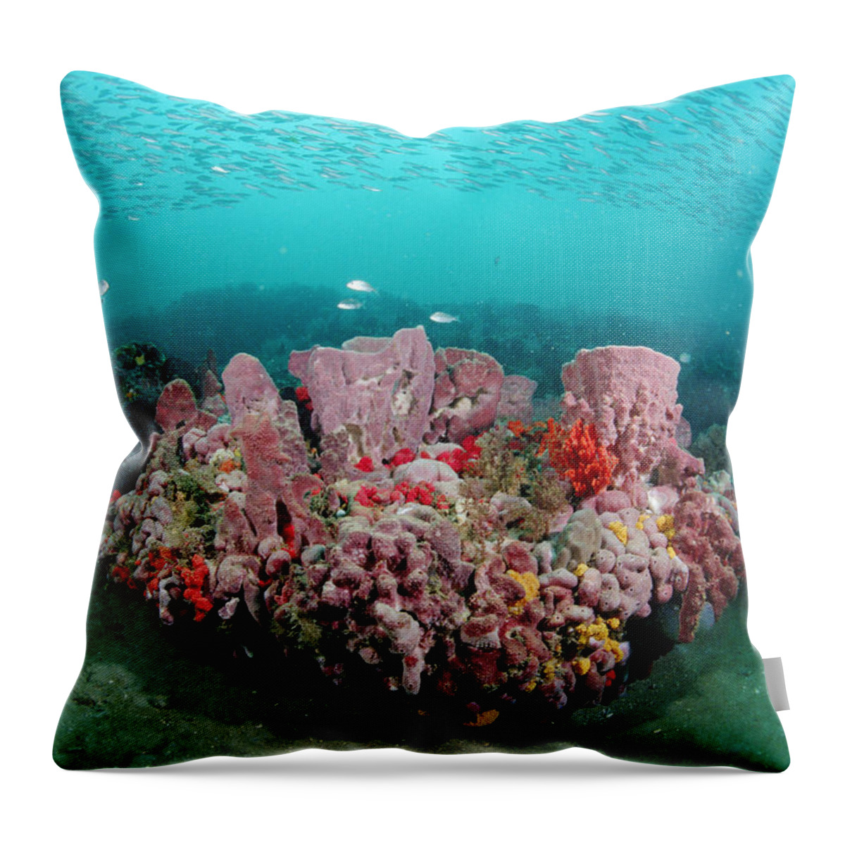 00126192 Throw Pillow featuring the photograph Coral And Schooling Fish Grays Reef Nms by Flip Nicklin