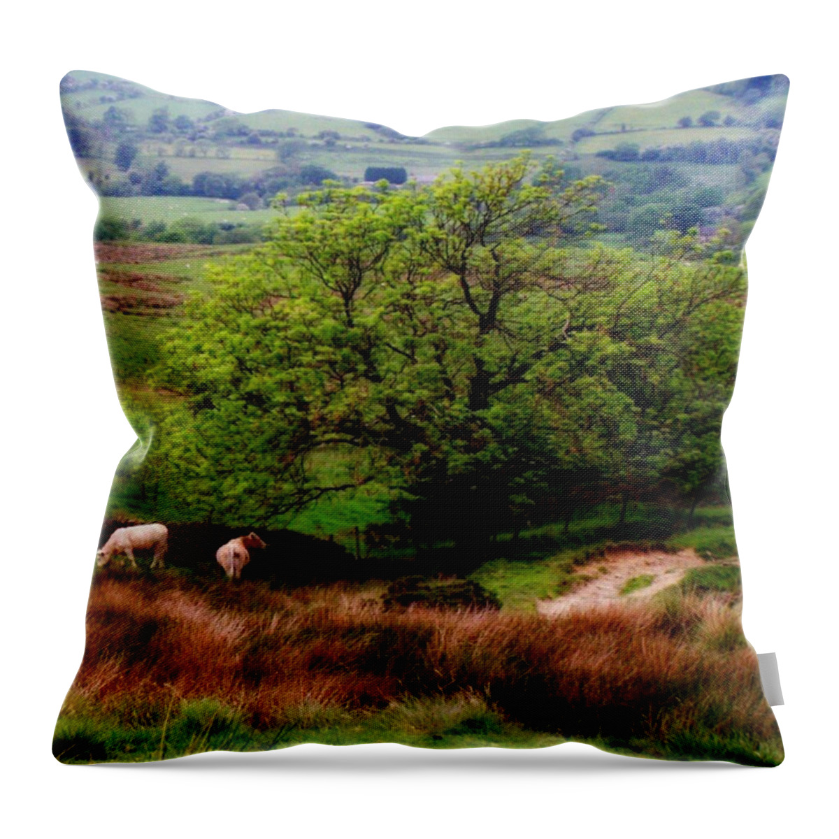 Cow Throw Pillow featuring the photograph Country File by Abbie Shores