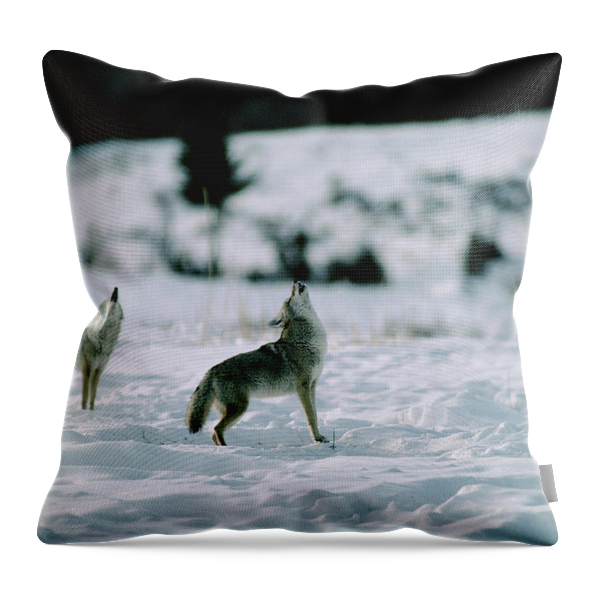 Mp Throw Pillow featuring the photograph Coyote Canis Latrans Pair Howling by Michael Quinton