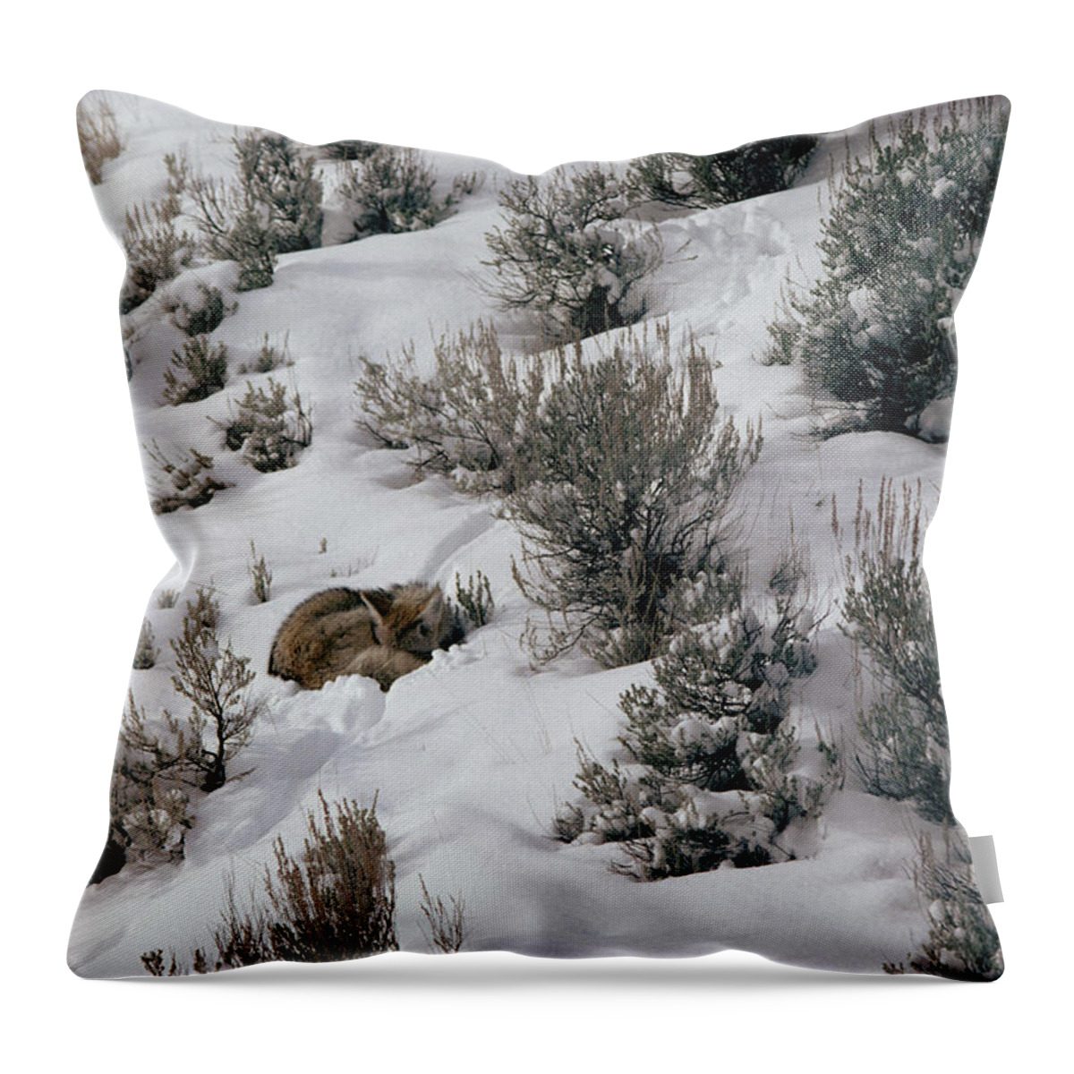 Mp Throw Pillow featuring the photograph Coyote Canis Latrans Sleeping Amid by Michael Quinton