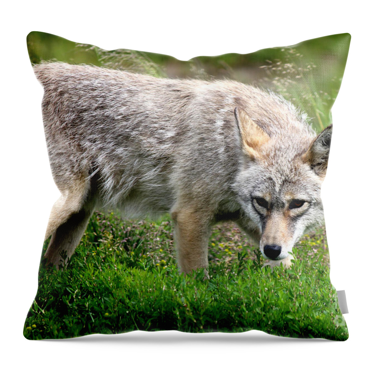 Coyotes Throw Pillow featuring the photograph Coyote On The Prowl by Kathy White