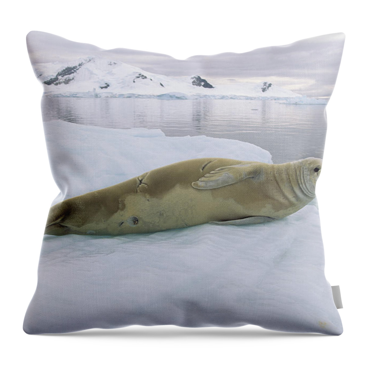 Mp Throw Pillow featuring the photograph Crabeater Seal Lobodon Carcinophagus by Konrad Wothe