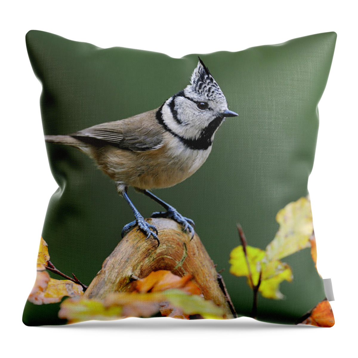 Fn Throw Pillow featuring the photograph Crested Tit Parus Cristatus, Veluwe by Do Van Dijck