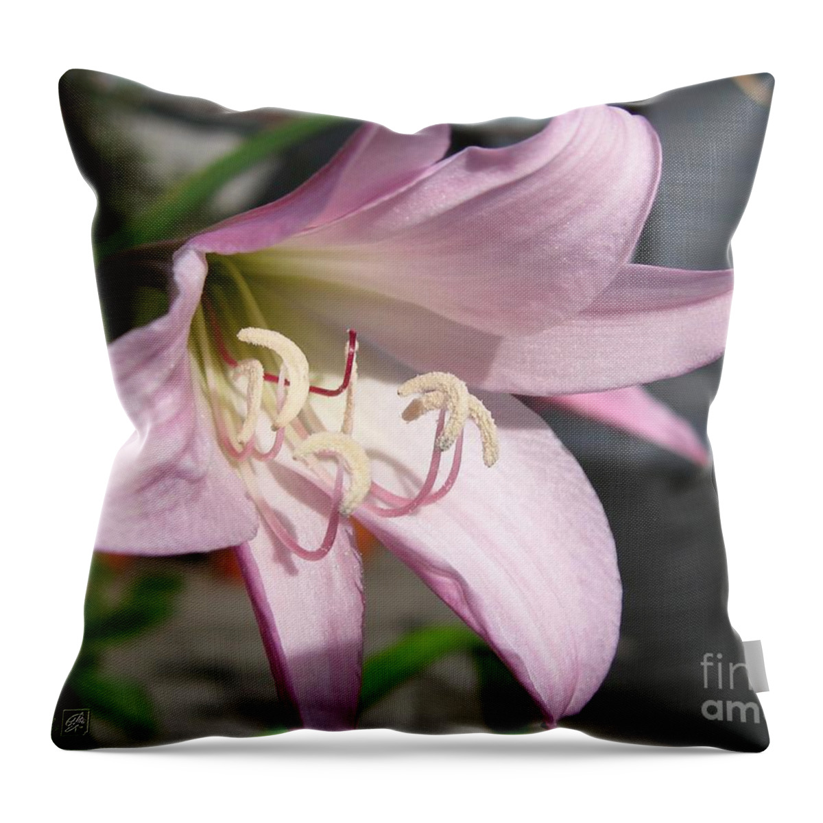 Crinum Lily Throw Pillow featuring the photograph Crinum Lily named Powellii by J McCombie