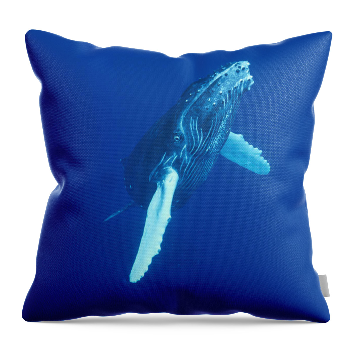 00114523 Throw Pillow featuring the photograph Curious Humpback Whale Calf Off Maui by Flip Nicklin