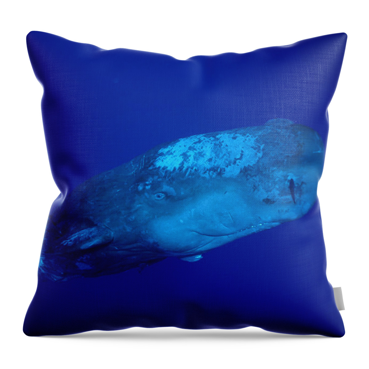 00106892 Throw Pillow featuring the photograph Curious Sperm Whale Calf Dominica by Flip Nicklin