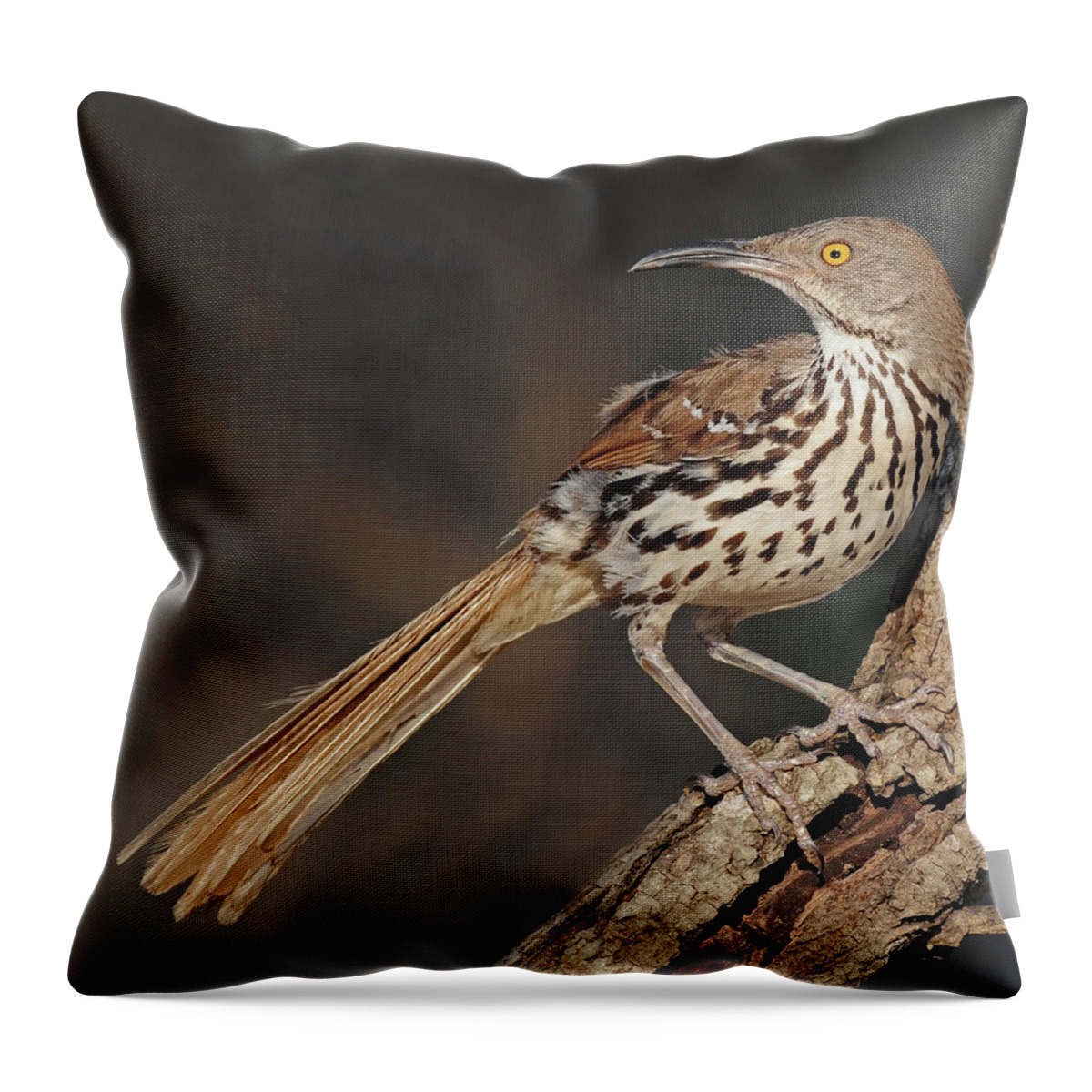 Curvedbill Thrasher Throw Pillow featuring the photograph Curvedbill Thrasher by Dave Mills