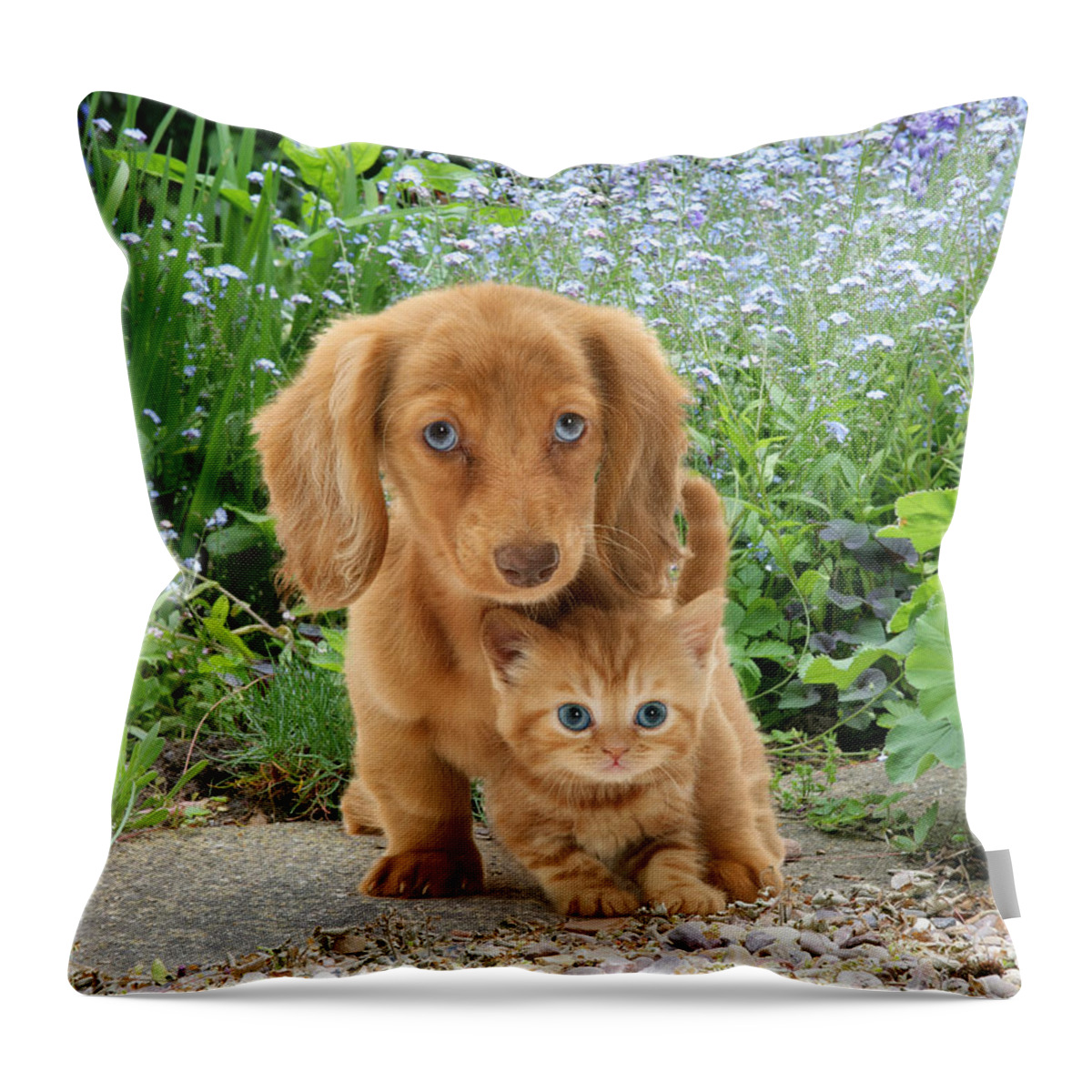 Animal Throw Pillow featuring the photograph Dachshund And Tabby by Jane Burton