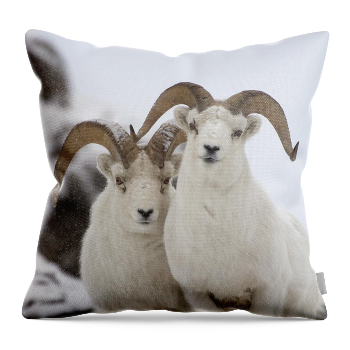 Mp Throw Pillow featuring the photograph Dall Sheep Ovis Dalli Rams, Yukon by Michael Quinton