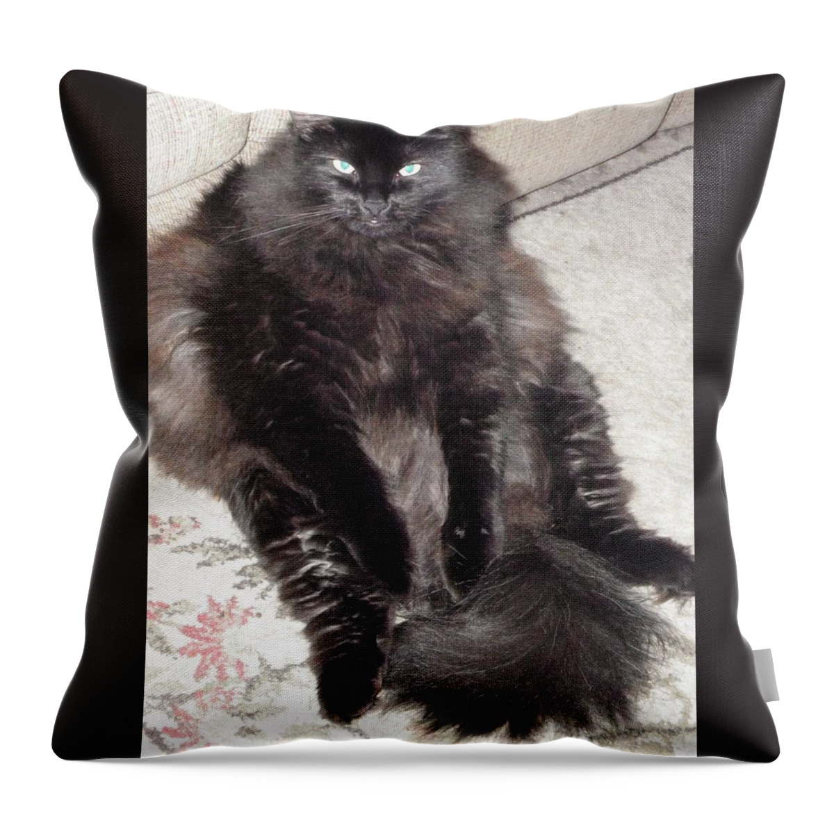 Cat Throw Pillow featuring the photograph damn right I am comfortable by Kim Galluzzo