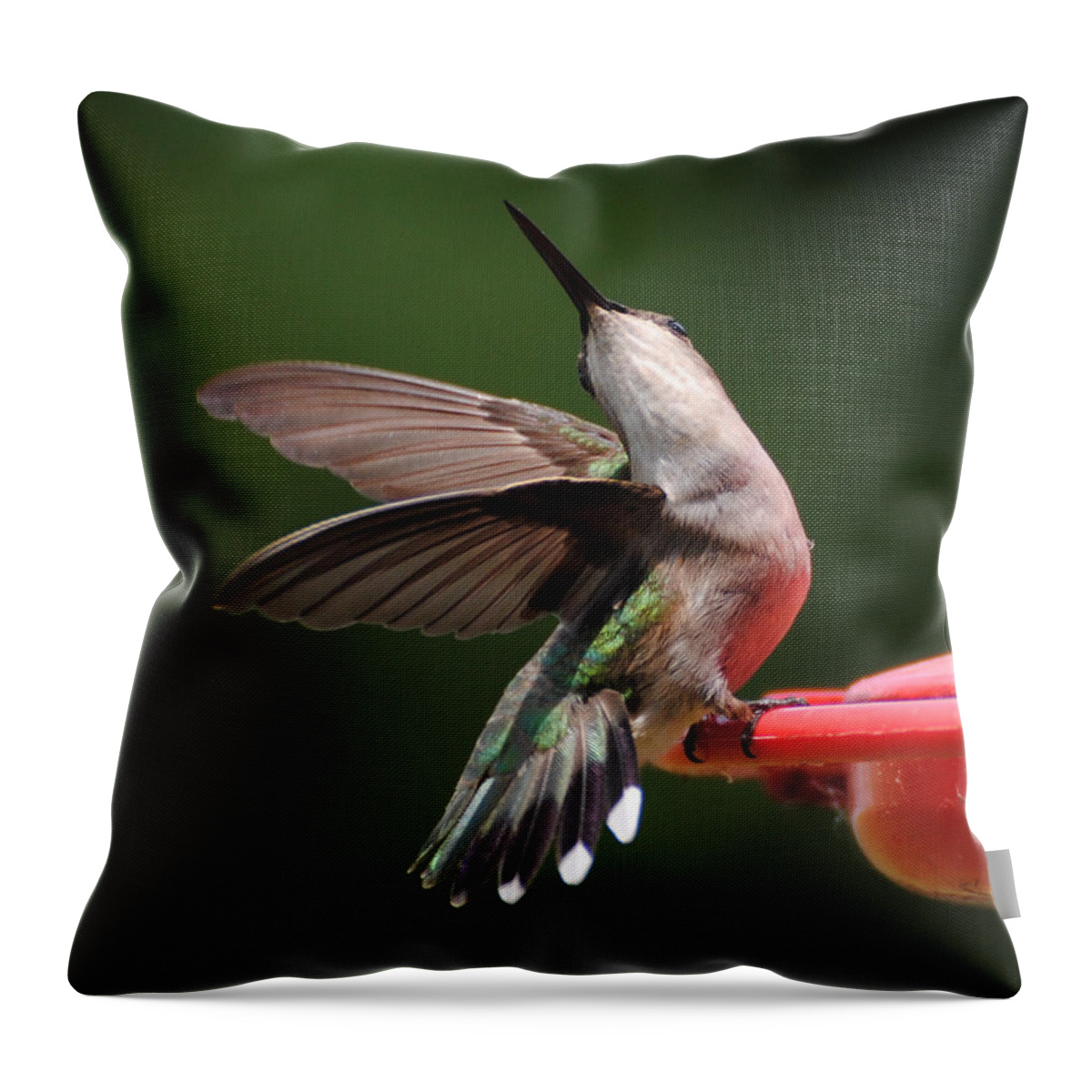 Avian Throw Pillow featuring the photograph Dance of the Hummingbird by Jai Johnson
