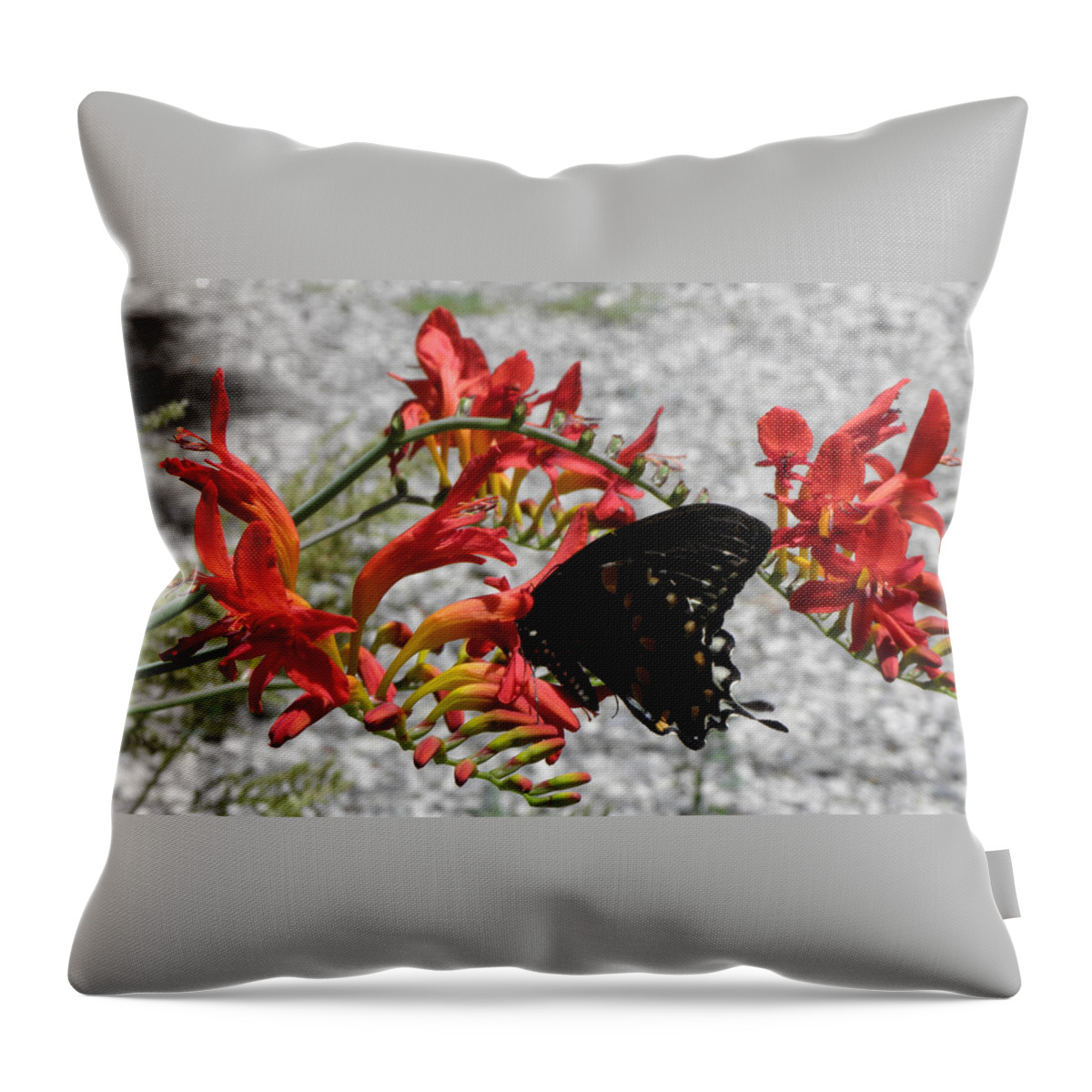 Butterfly Throw Pillow featuring the photograph Dancing Thru The Flowers by Kim Galluzzo