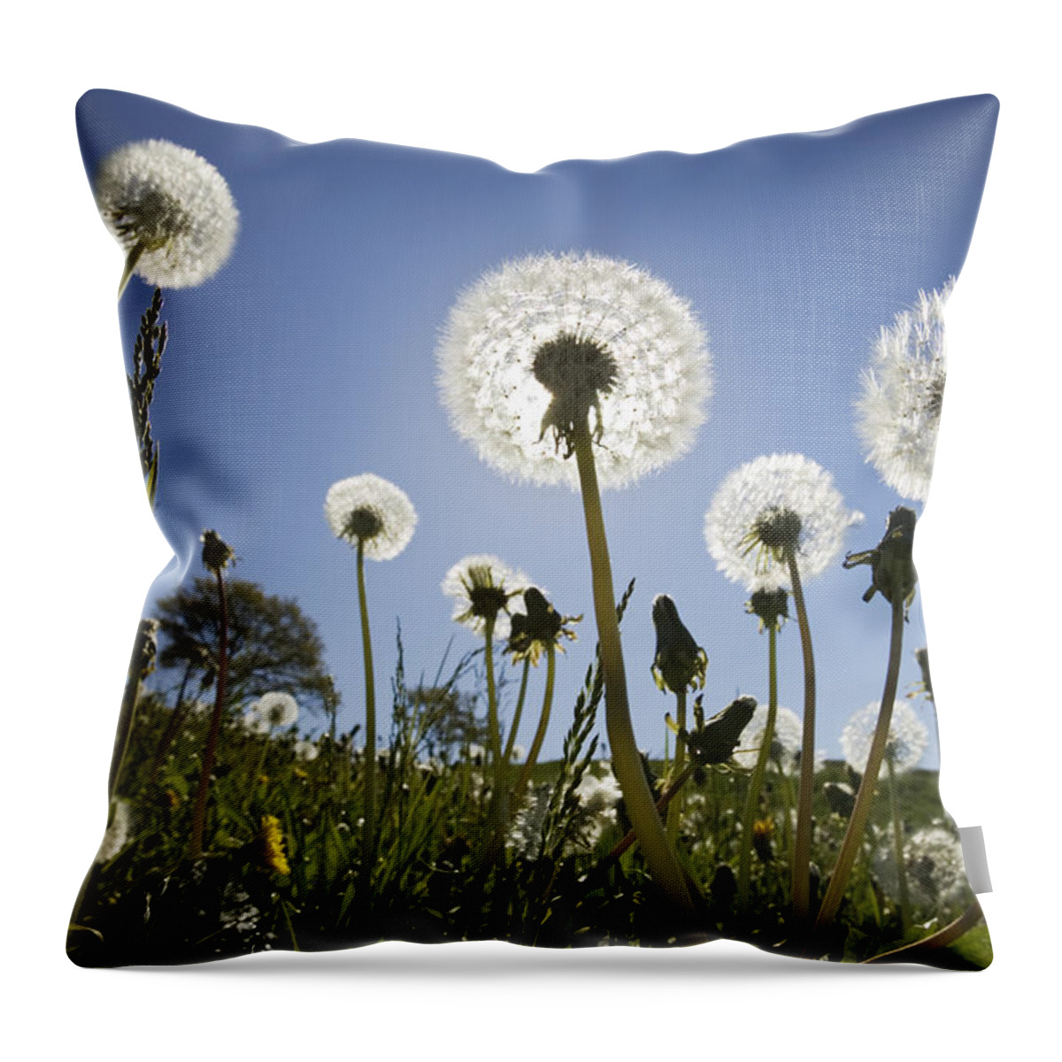 Mp Throw Pillow featuring the photograph Dandelion Taraxacum Officinale, Upper by Konrad Wothe