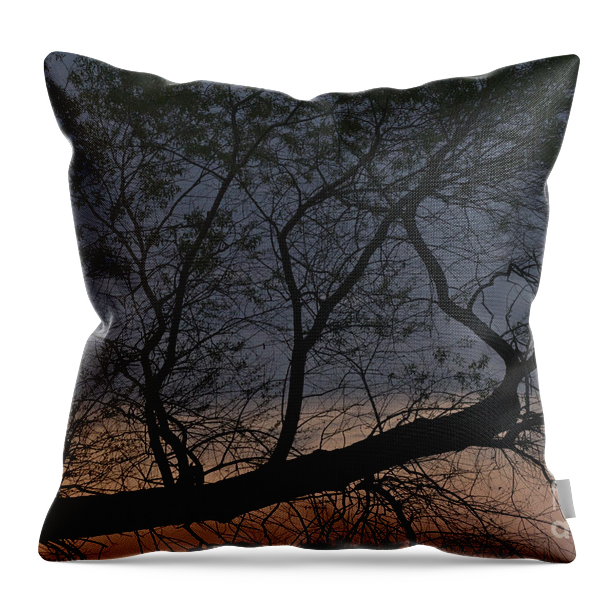 Tree Throw Pillow featuring the photograph Dawn by William Norton