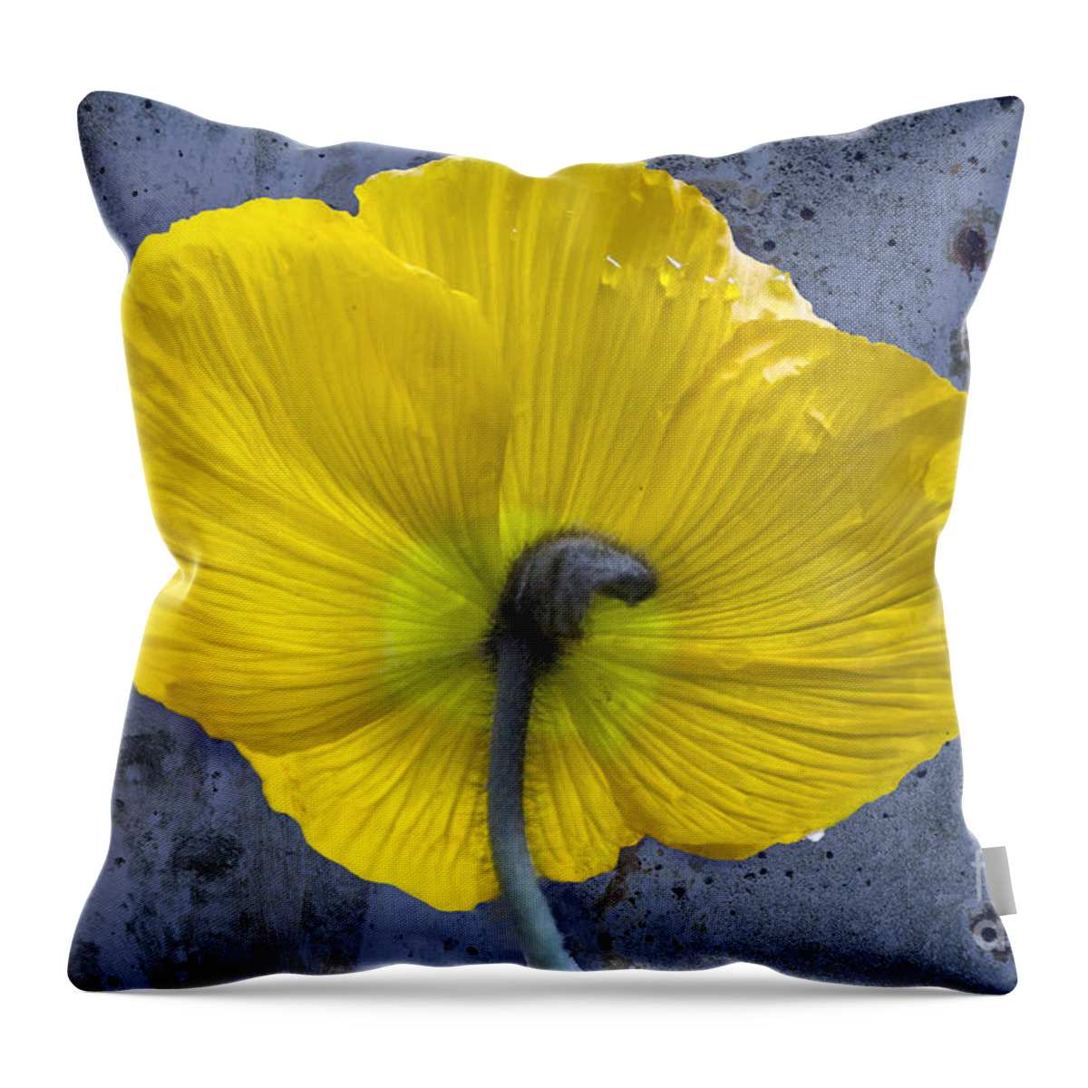 Poppy Throw Pillow featuring the photograph Delicate and Strong by Heiko Koehrer-Wagner