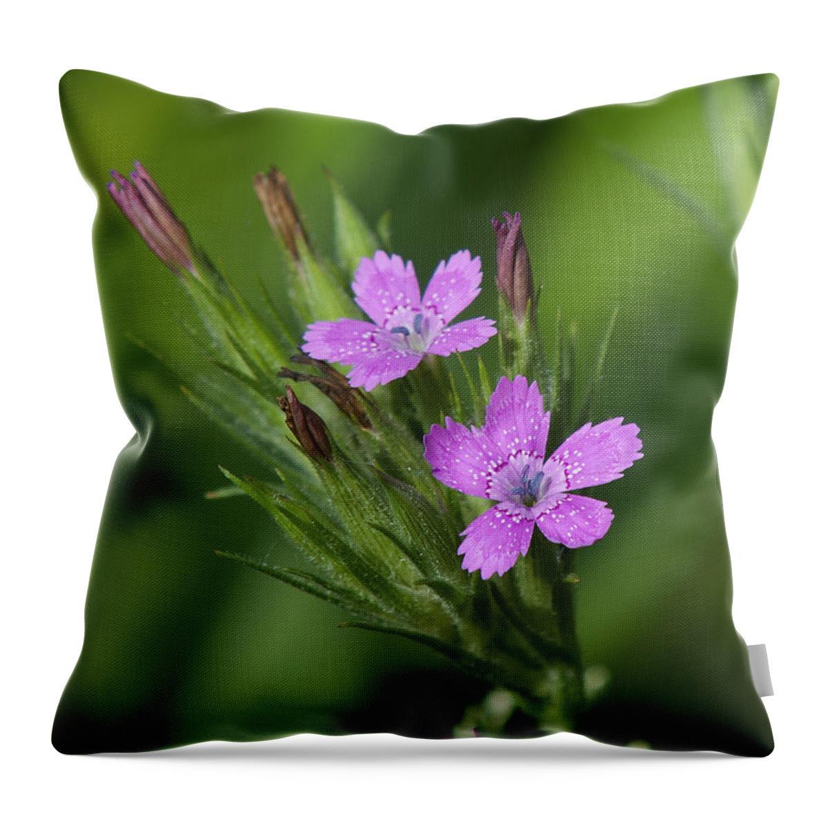 Nature Throw Pillow featuring the photograph Deptford Pinks DSMF182 by Gerry Gantt