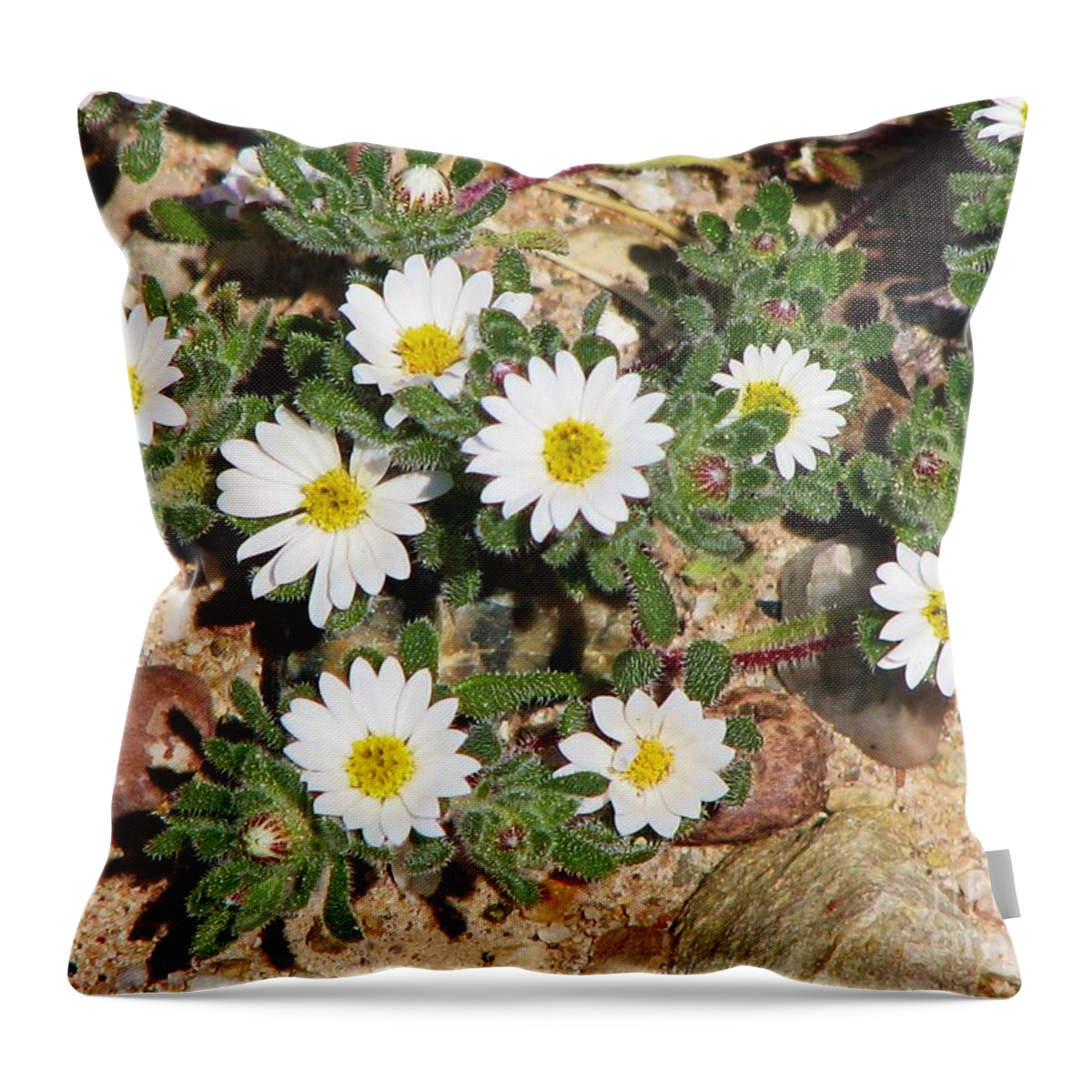 Mojave Desert Wildflower Throw Pillow featuring the photograph Desert Star by Michele Penner