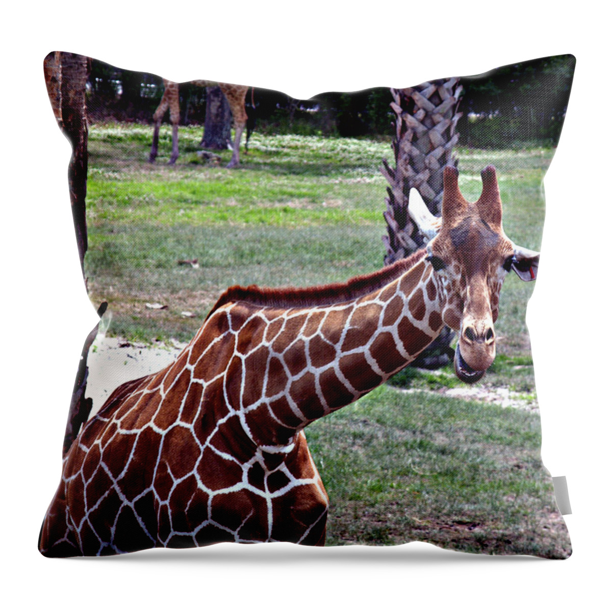 Giraffe Throw Pillow featuring the photograph Did You Say Smile by Bob Johnson