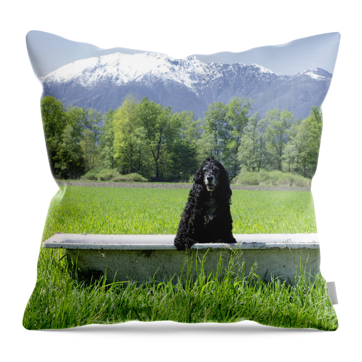 Dog Throw Pillow featuring the photograph Dog in bathtub by Mats Silvan