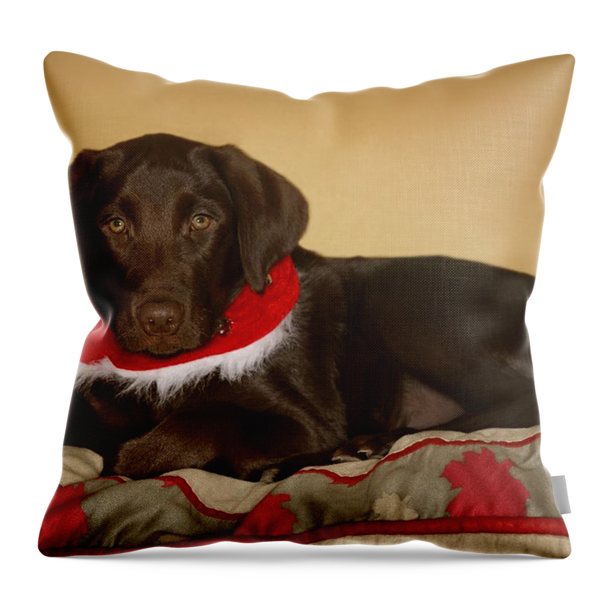 Animals Throw Pillow featuring the photograph Dog With Christmas Collar by Leah Hammond