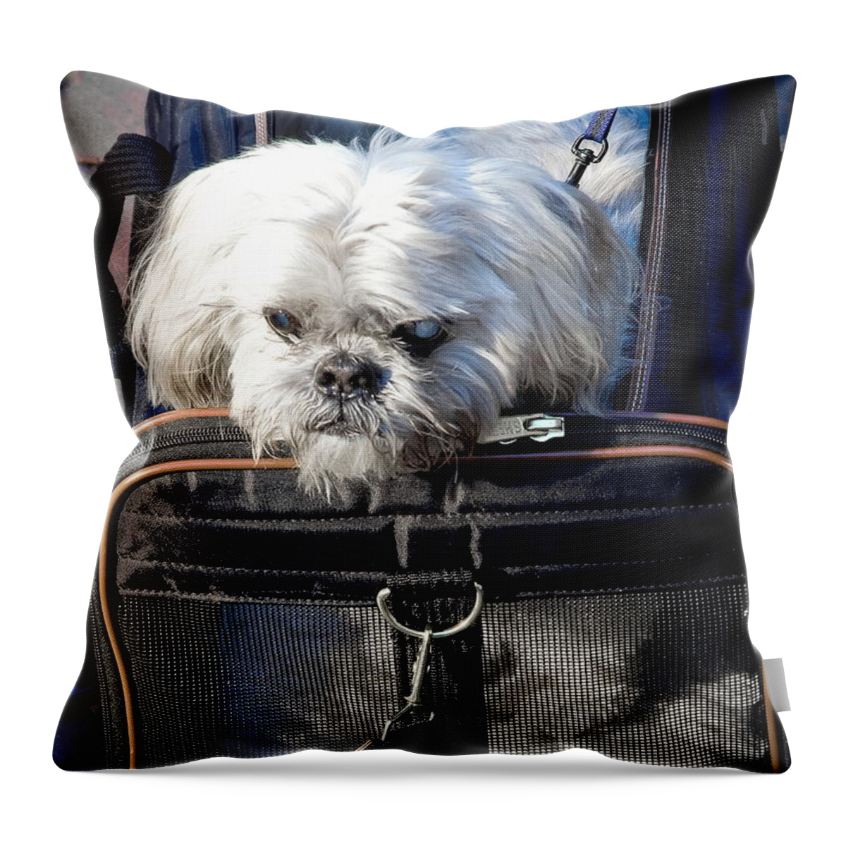 Dog Throw Pillow featuring the photograph Doggie To Go by Burney Lieberman