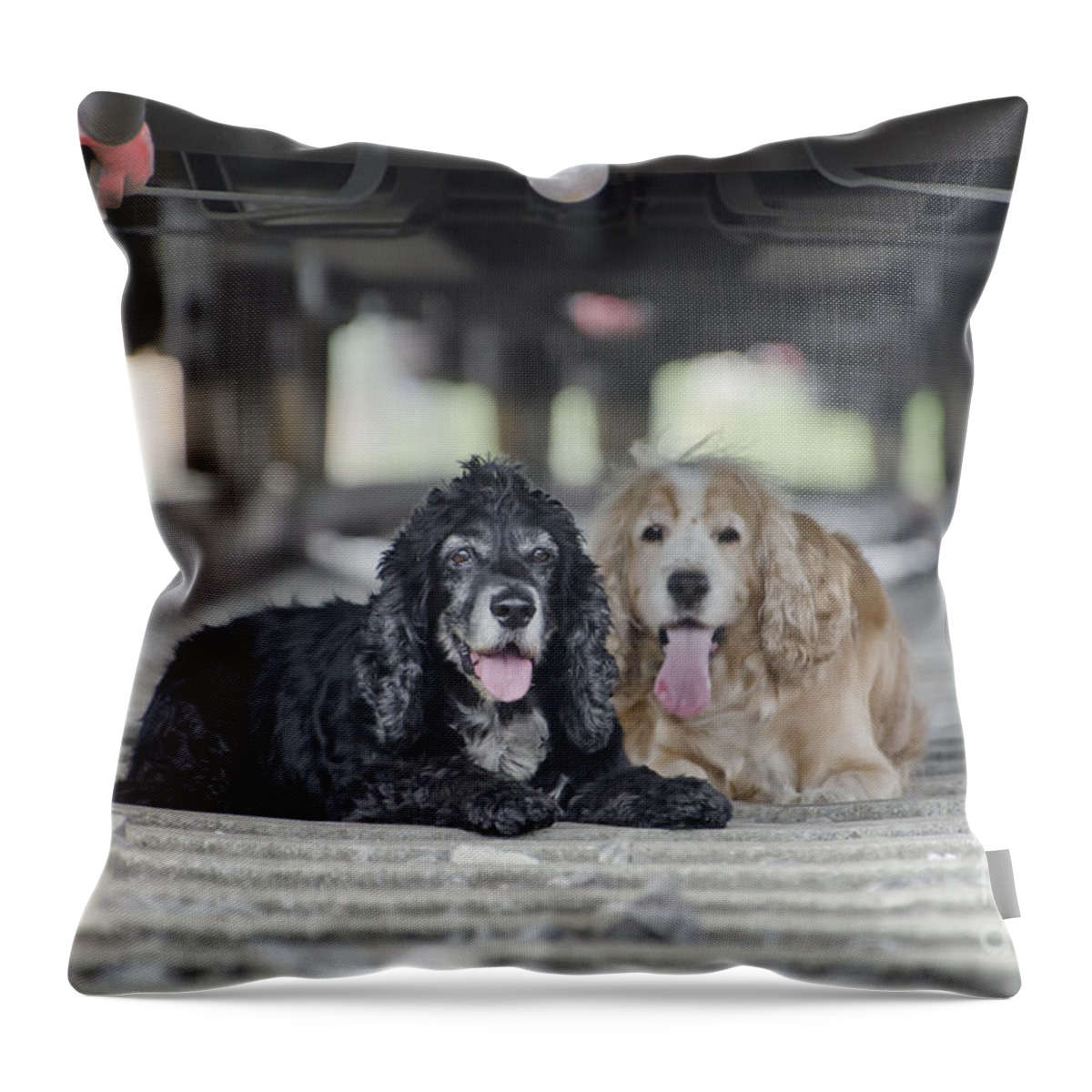 Dogs Throw Pillow featuring the photograph Dogs lying under a train wagon by Mats Silvan