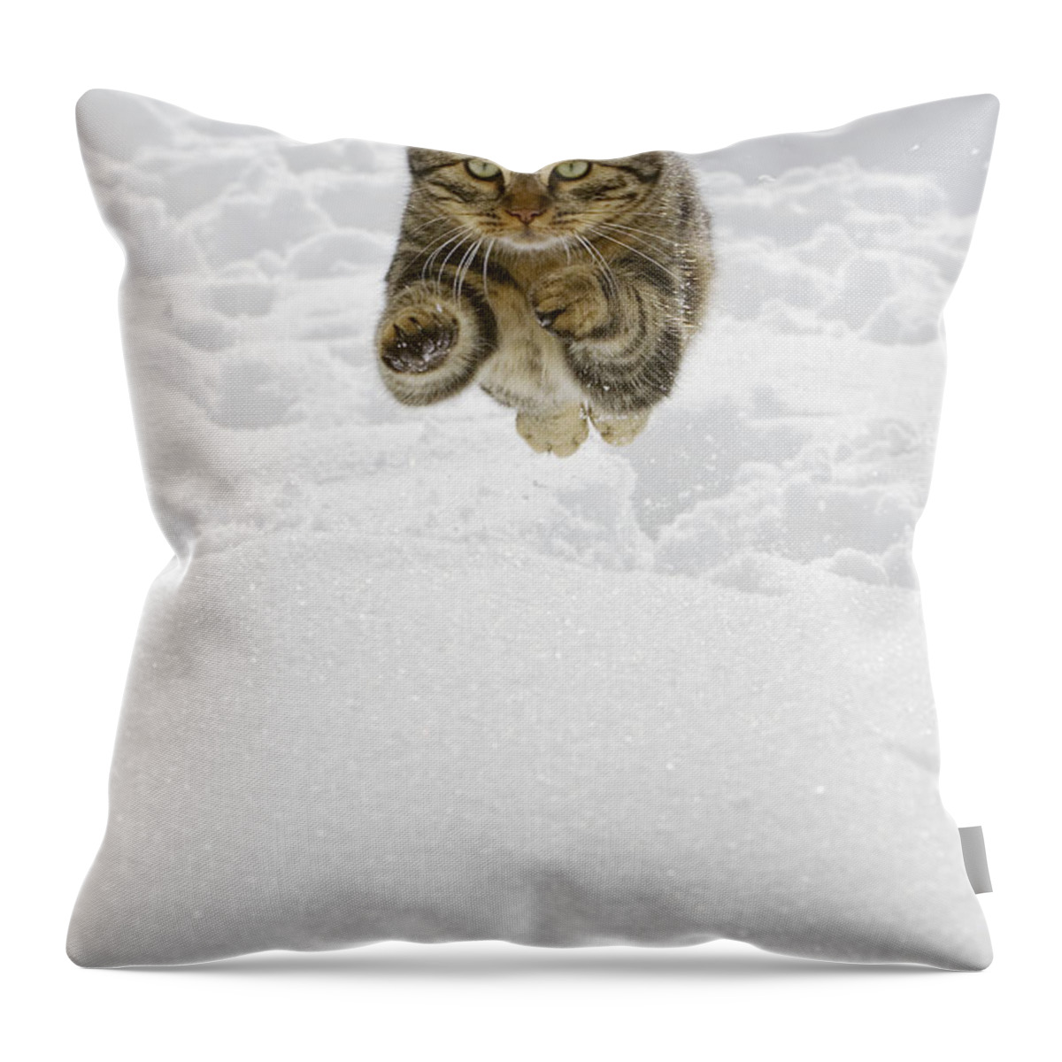 Mp Throw Pillow featuring the photograph Domestic Cat Felis Catus Male Jumping by Konrad Wothe
