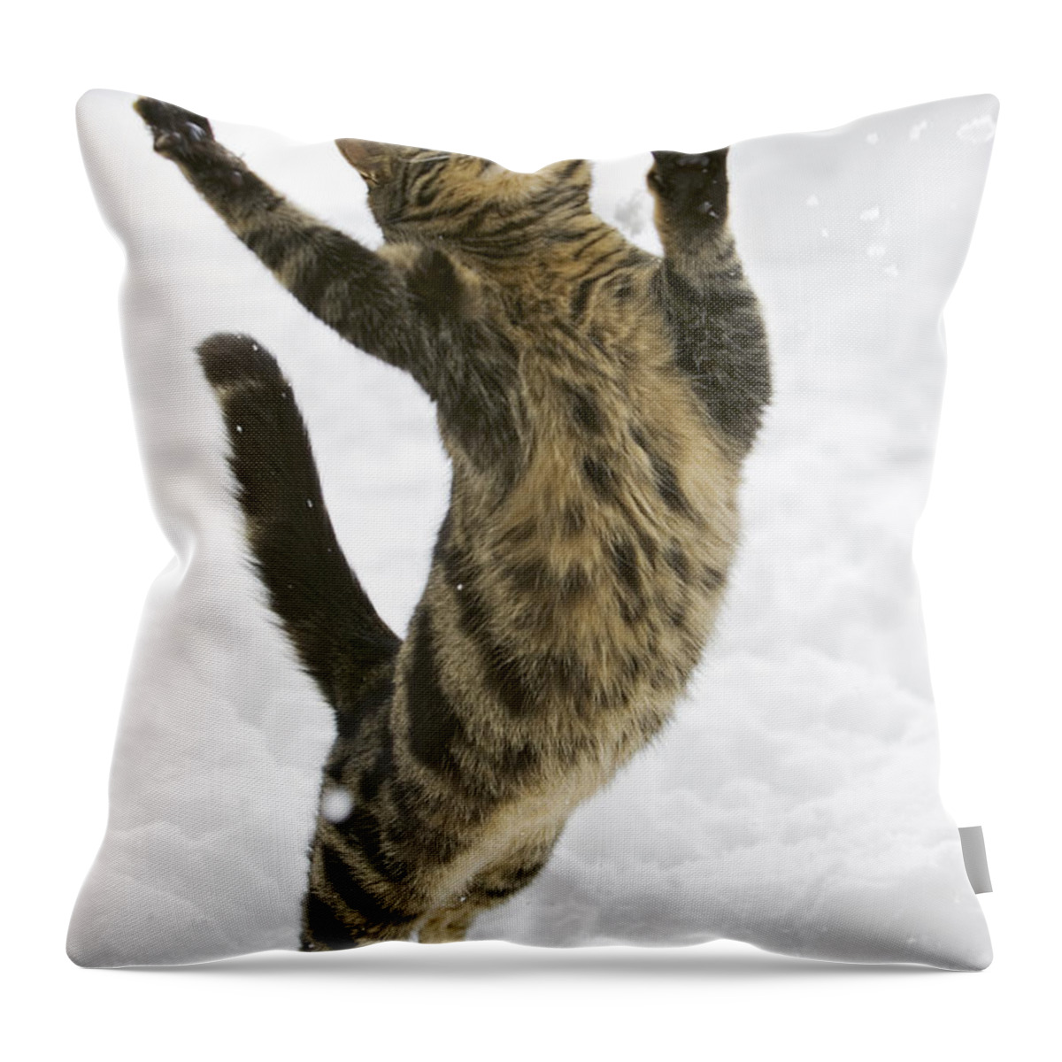 Mp Throw Pillow featuring the photograph Domestic Cat Felis Catus Male Leaping by Konrad Wothe