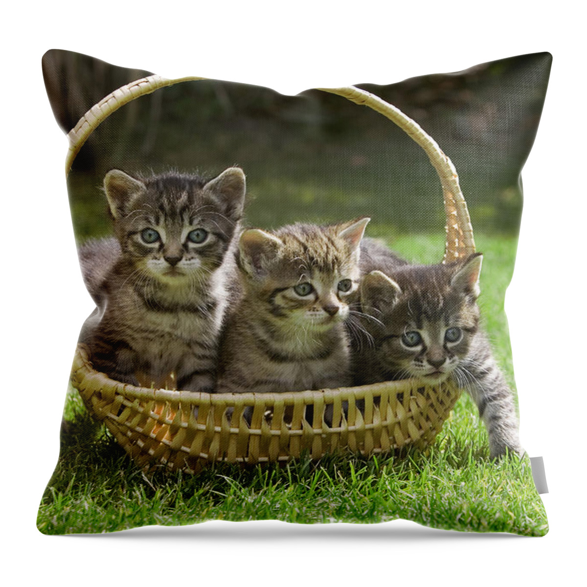 Mp Throw Pillow featuring the photograph Domestic Cat Felis Catus Three Kittens by Konrad Wothe