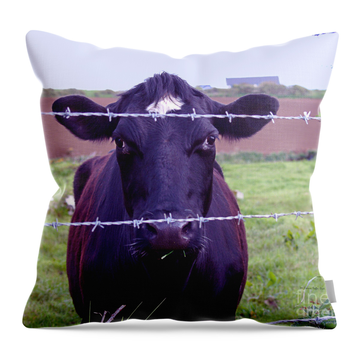 Cow Photography Throw Pillow featuring the photograph Don't Fence Me In by Patricia Griffin Brett