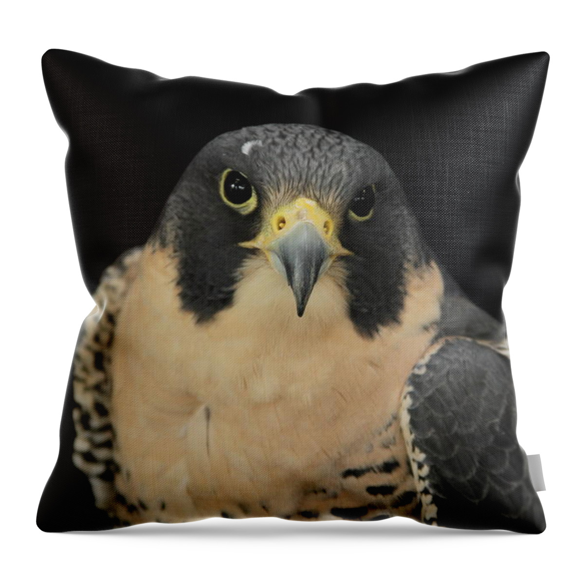 Peregrine Falcon Throw Pillow featuring the photograph Don't Flinch... I am looking at you by Laddie Halupa