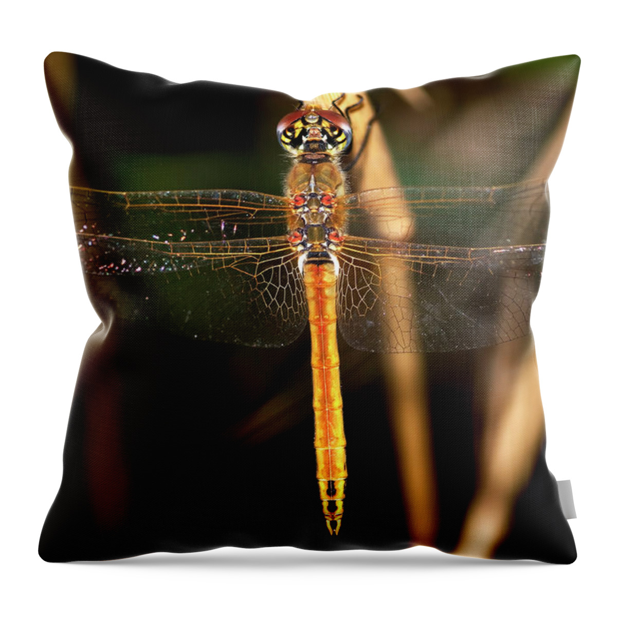 Dragonfly Throw Pillow featuring the photograph Dragon Fly 1 by Pedro Cardona Llambias