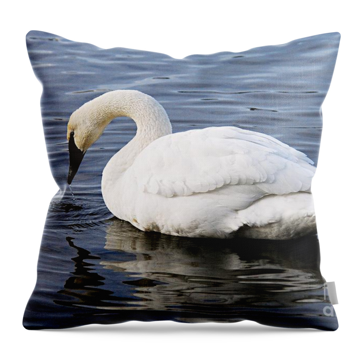Photography Throw Pillow featuring the photograph Dribbling Swan by Larry Ricker