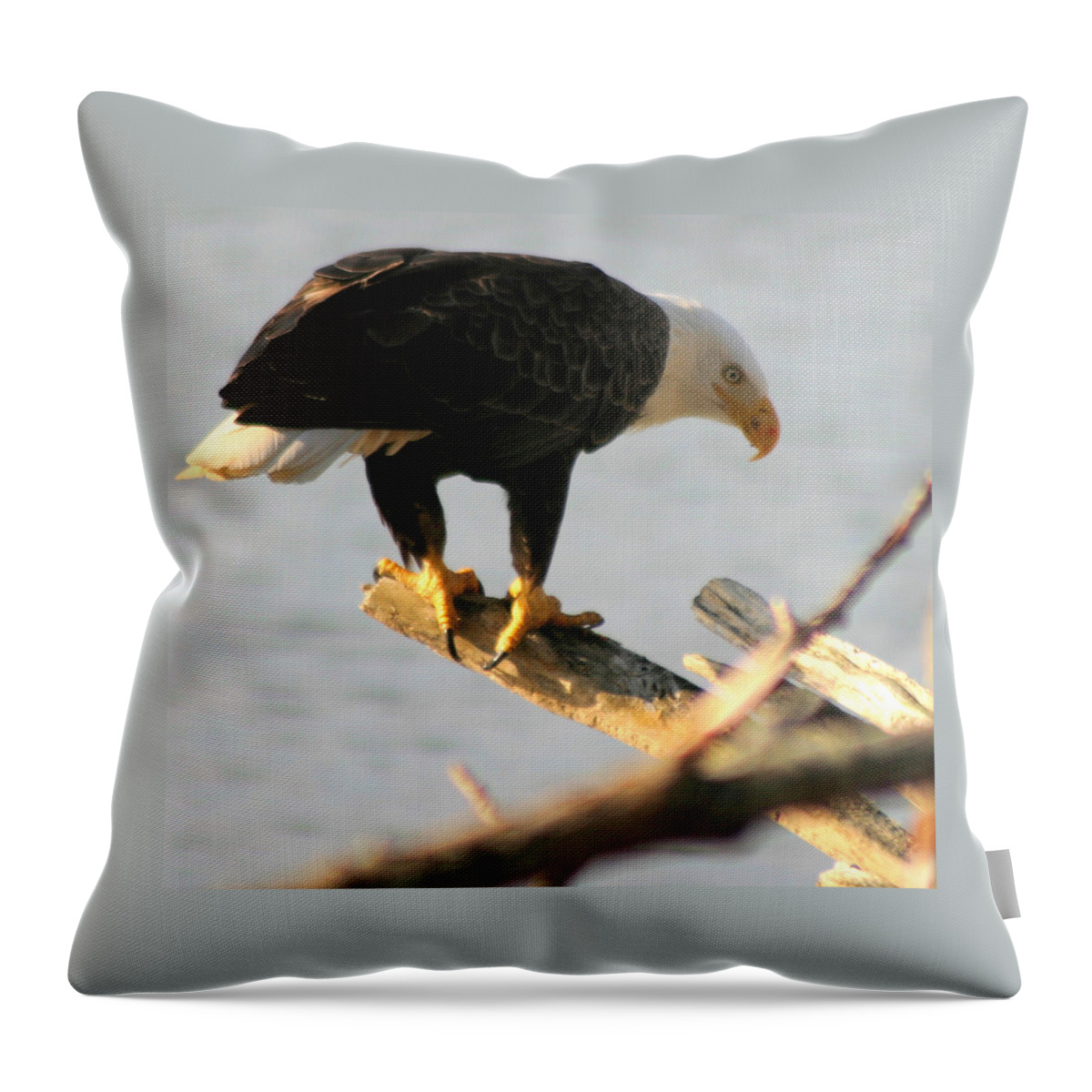 Bald Eagle Throw Pillow featuring the photograph Eagle On His Perch by Kym Backland