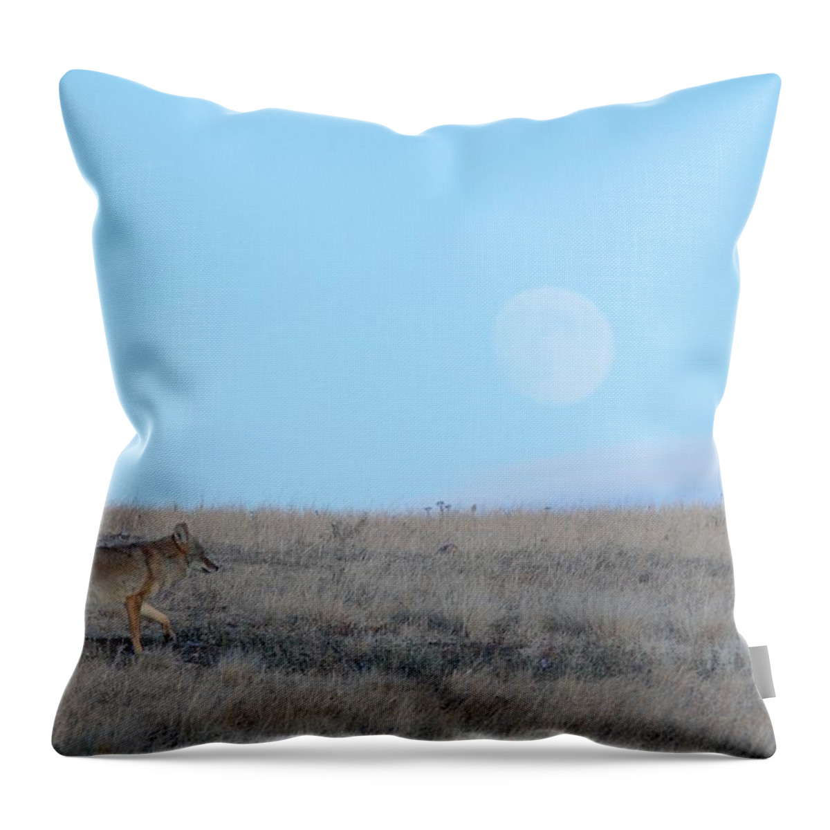 Wildlife Throw Pillow featuring the photograph Early Hunt by Donald J Gray