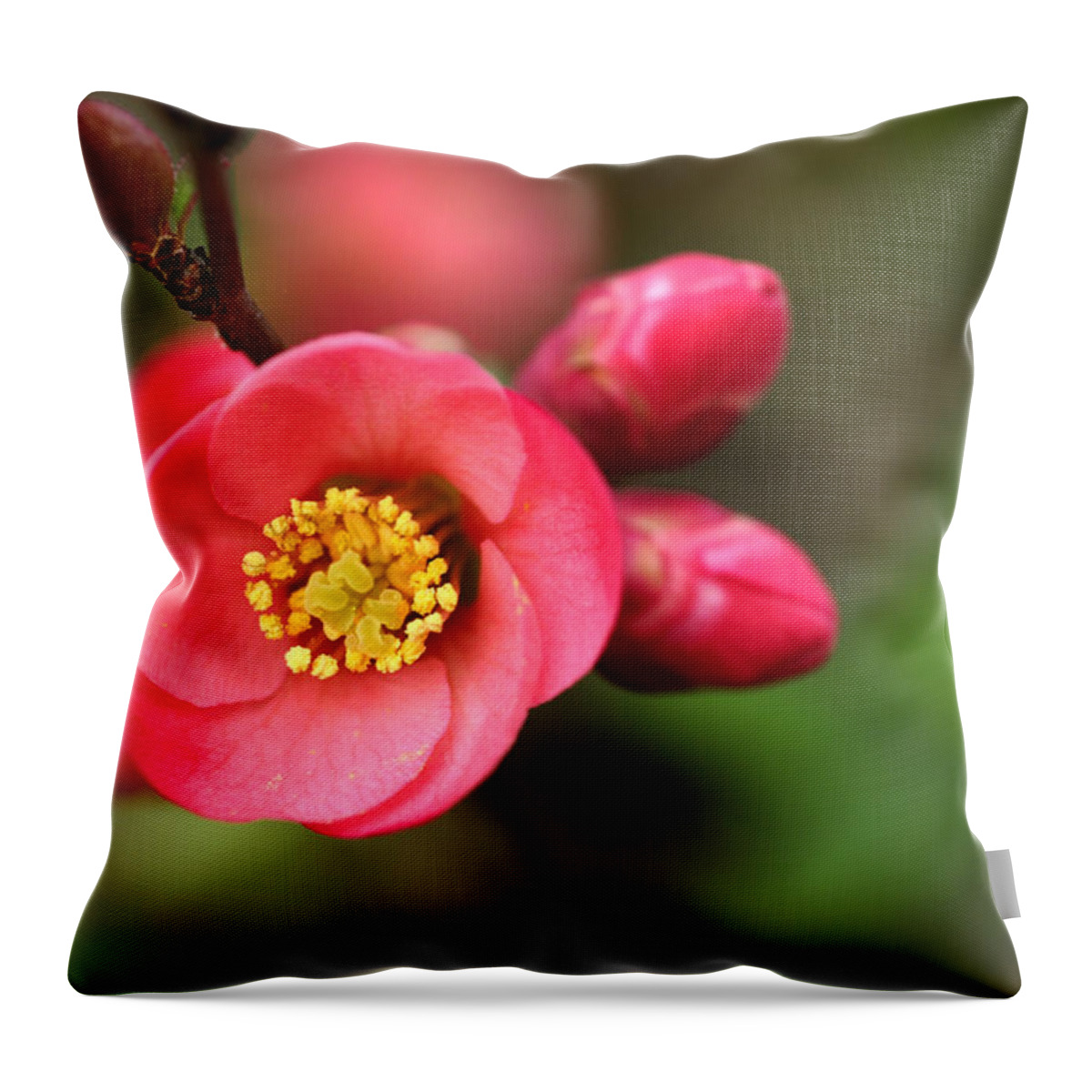 Wild Rose Throw Pillow featuring the photograph Early Wild Rose by Wanda Brandon