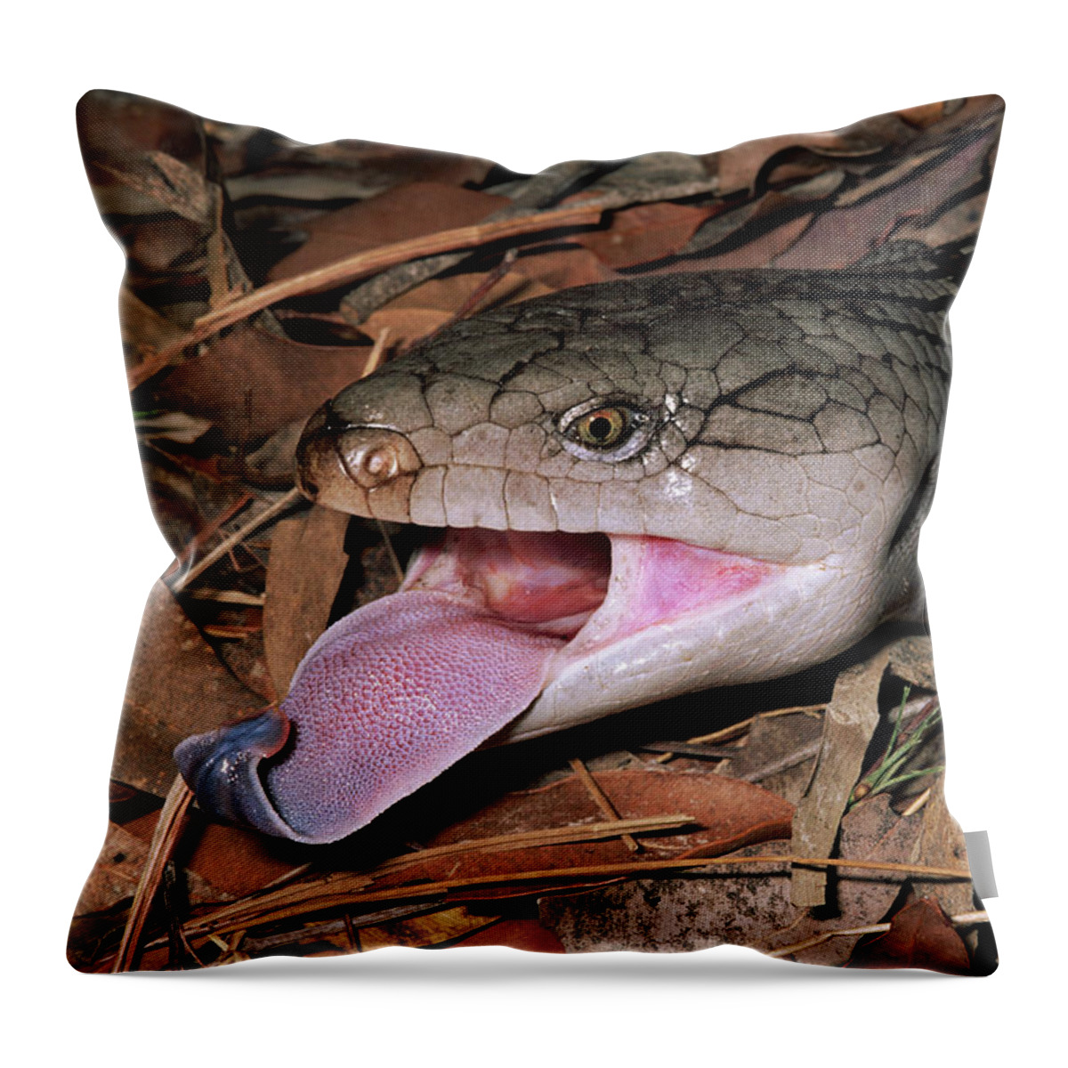 Mp Throw Pillow featuring the photograph Eastern Blue-tongue Skink Tiliqua by Michael & Patricia Fogden