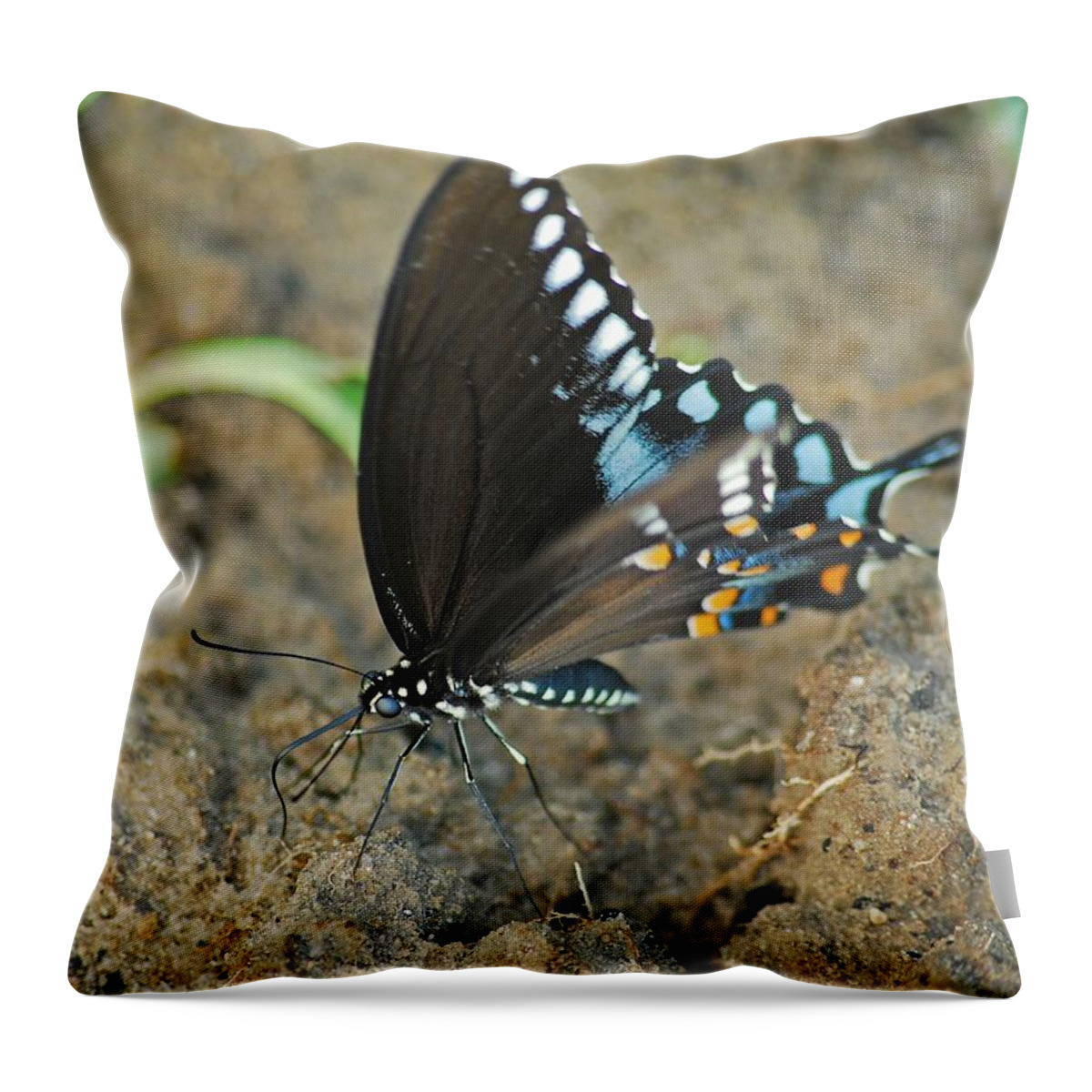 Adult Throw Pillow featuring the photograph Eastern Tiger Swallowtail 8533 3212 by Michael Peychich