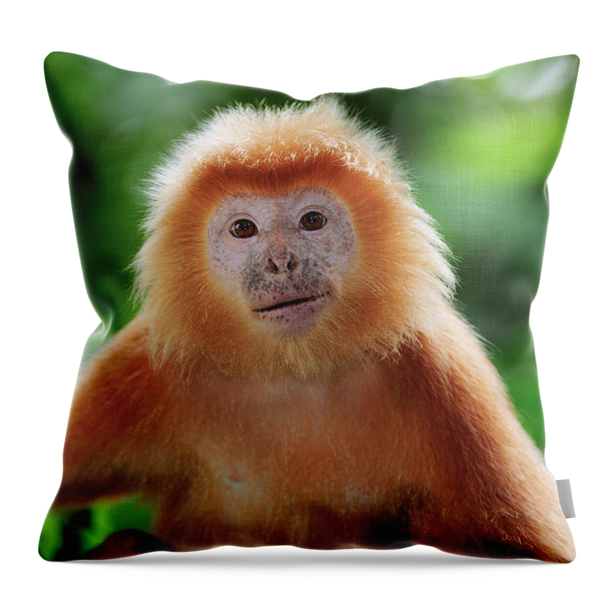 Mp Throw Pillow featuring the photograph Ebony Leaf Monkey Trachypithecus by Thomas Marent