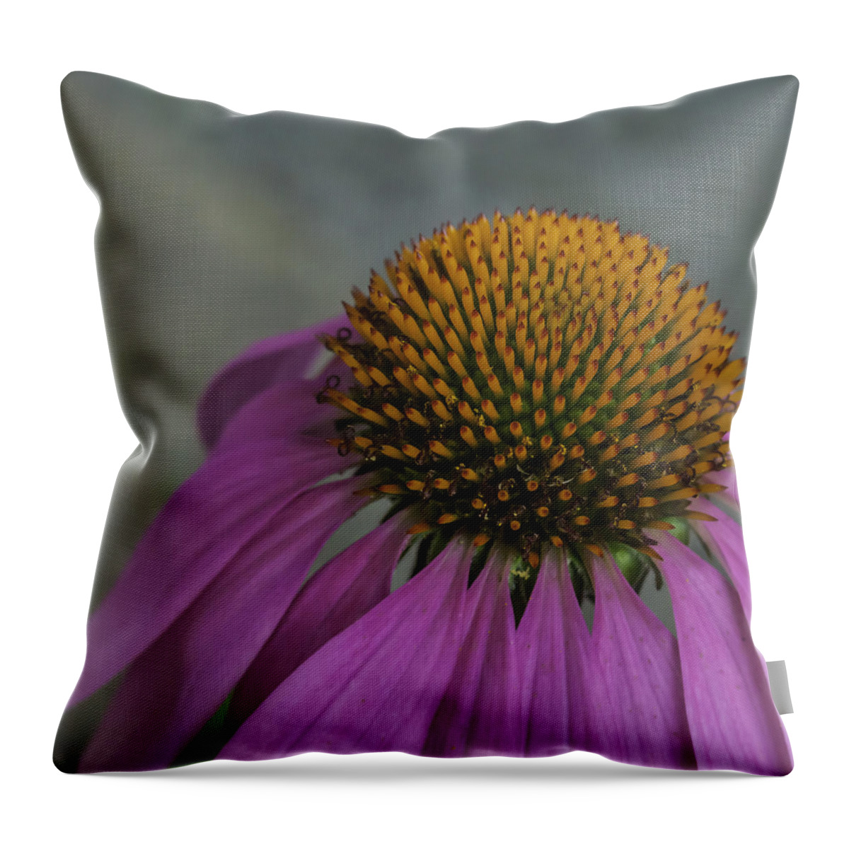 Echinacea Throw Pillow featuring the photograph Echinacea by Kate Hannon