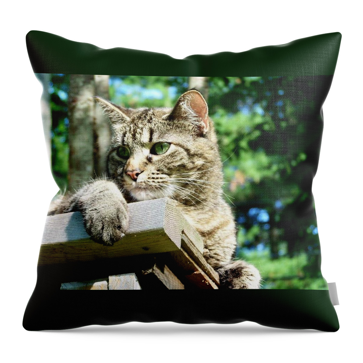 Cat Throw Pillow featuring the photograph Echoe 1 by Kim Galluzzo