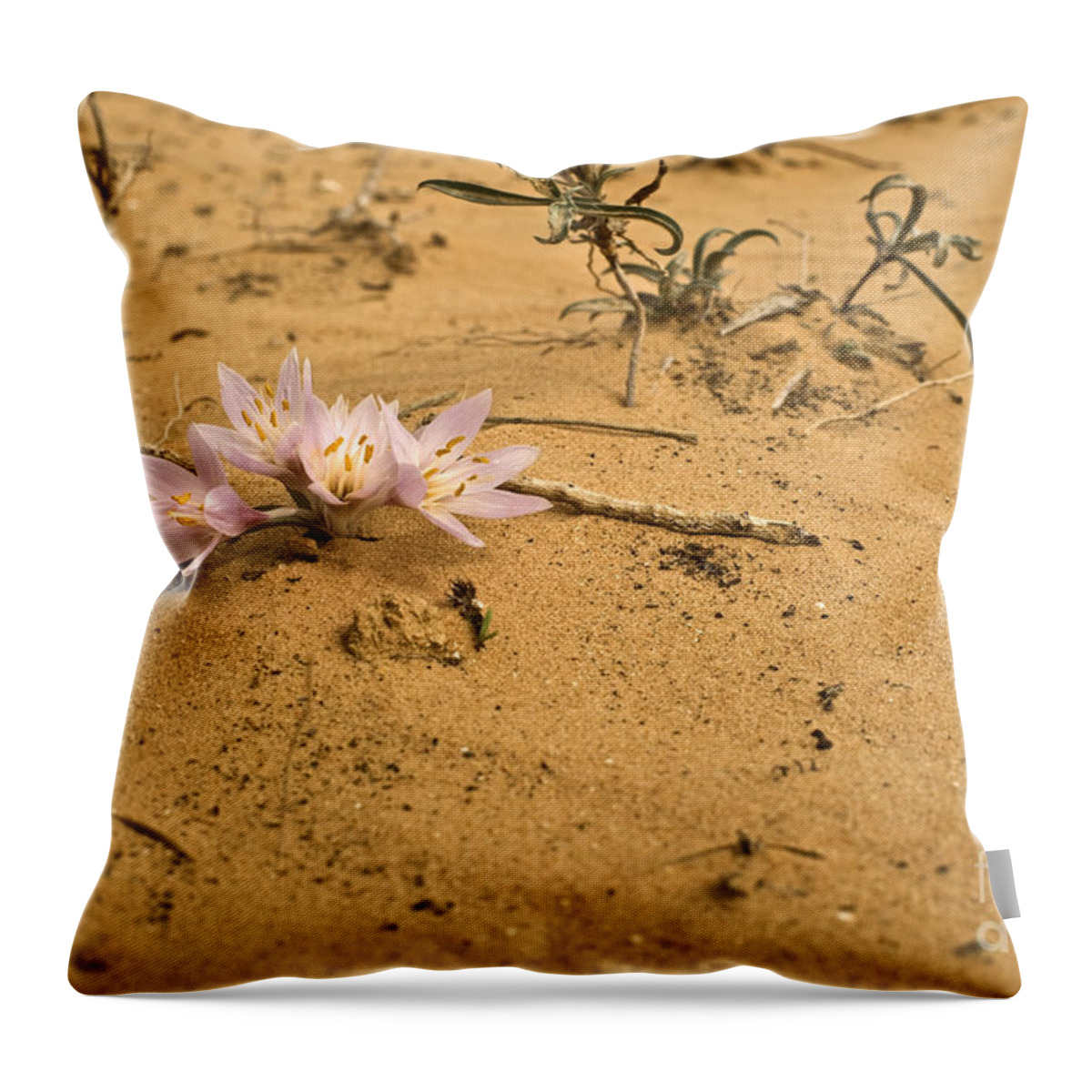 Israel Throw Pillow featuring the photograph Egyptian Meadow-Saffron by Ezra Zahor