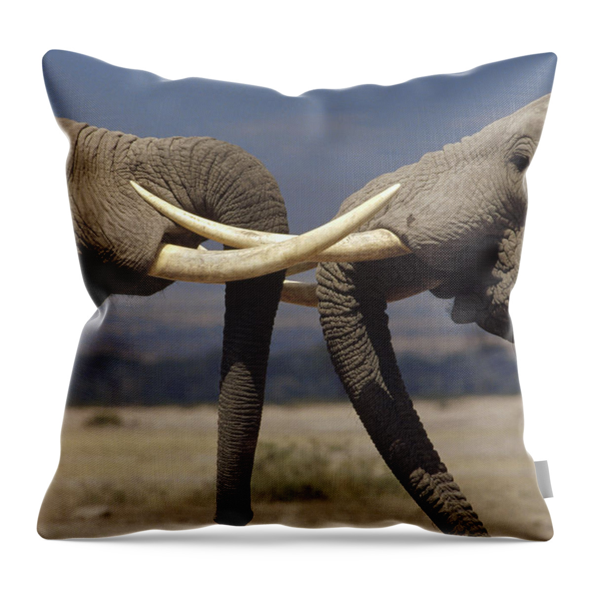 002201029 Throw Pillow featuring the photograph Elephant Bulls in Ritual Greeting by Gerry Ellis